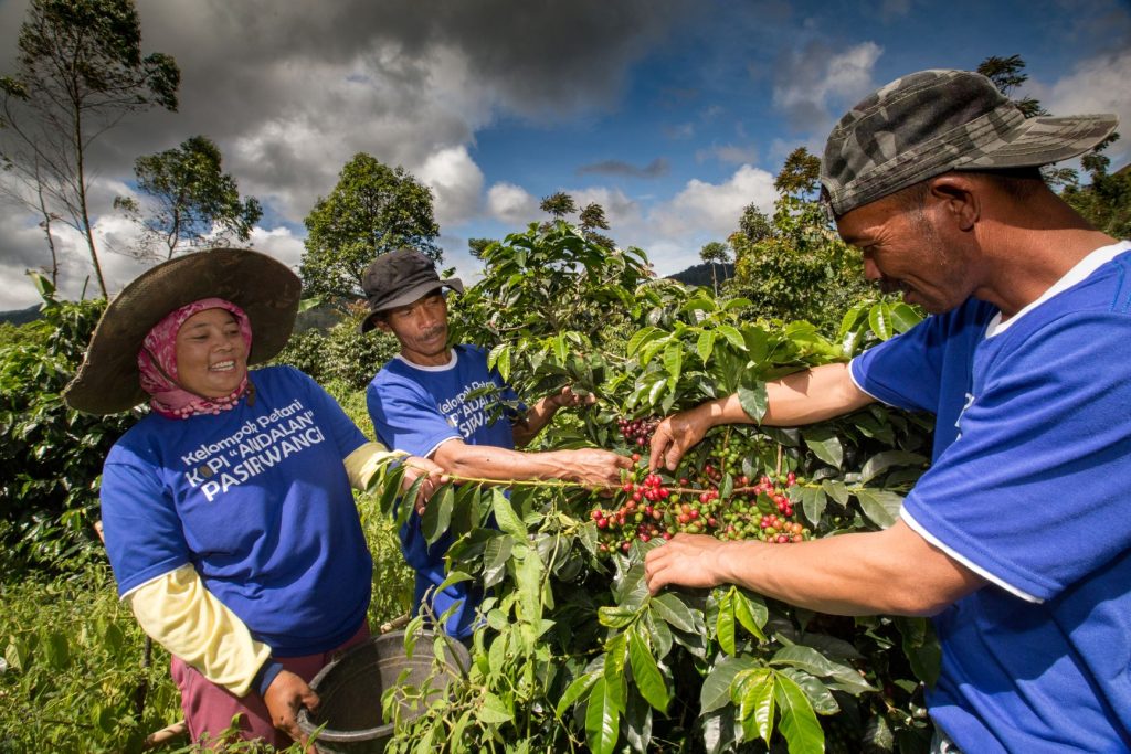 kopi pasirwangi img 1566 web